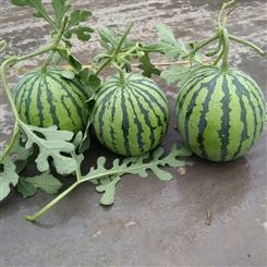 新疆西瓜种子，新培育西瓜品种，抗重茬西瓜品种，西瓜种子育种基地批发
