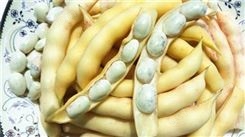 东北油豆种子，兔子翻白眼油豆种子，好吃好卖的油豆品种，基地批发，种子质量保证