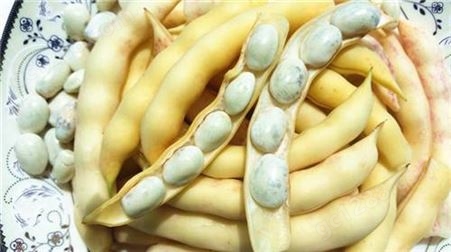东北油豆种子，兔子翻白眼油豆种子，好吃好卖的油豆品种，基地批发，种子质量保证
