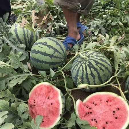 新疆西瓜种子，改良8424抗裂西瓜种子，耐低温表现好的西瓜品种，种子培育厂家直供