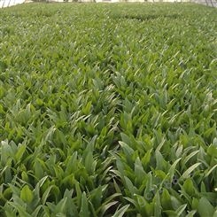 广东油麦菜种子，播种后36天采收，蔬菜育种基地直供品种，种子生产企业育种批发品种