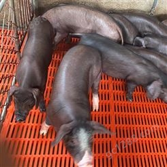 销售大白猪种 上海三元仔猪价格 小猪仔价钱 大量批发鸿图基地