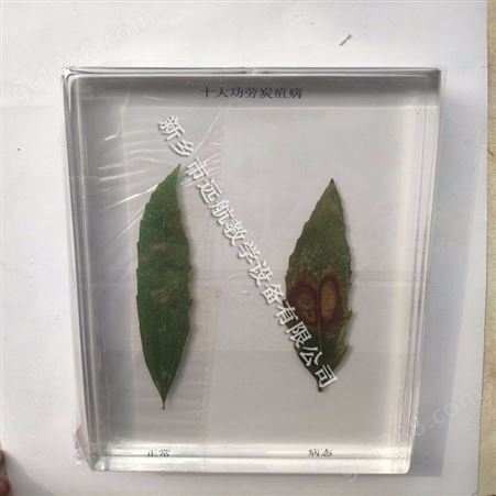 病害植物标本 中学教学标本 树木病害标本 植物标本