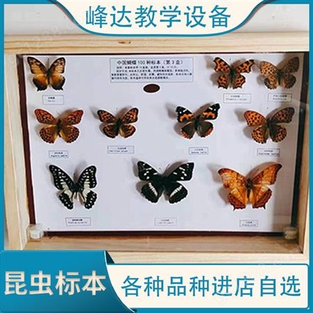 峰达教学 昆虫标本 展翅标帝王蝶枯叶蝶青风蝶模型展示