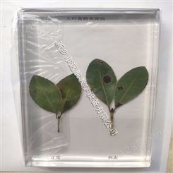 病害植物标本 中学教学标本 树木病害标本 植物标本