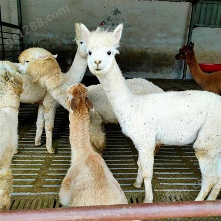 通和亚羊驼养殖 成年羊驼 观赏羊驼