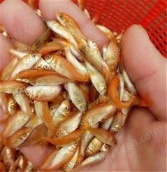 红鲤鱼苗大量供应  优质兴国红鲤鱼苗 淡水红鲤鱼苗批发