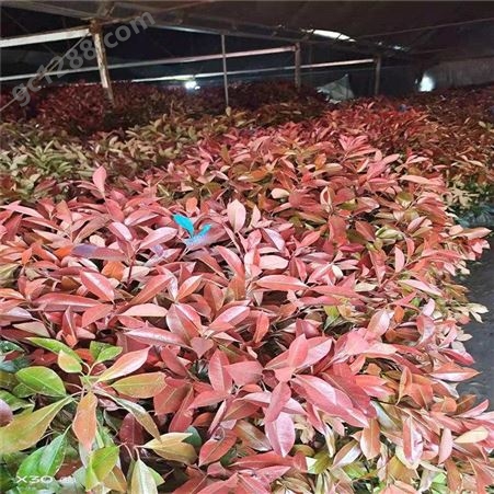公鼎苗木--1米红叶石楠大量出售1米红叶石楠