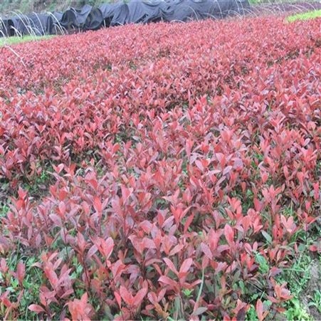 多种规格红叶石楠供应 90厘米红叶石楠-- 公鼎苗木