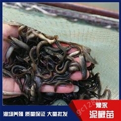 河南许昌市泥鳅苗养殖技术 中国台湾泥鳅苗培育泥鳅苗出售