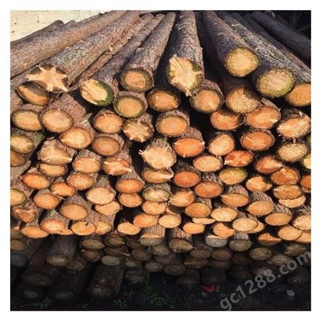 江西打桩木批发  软地基材料 松木桩出售