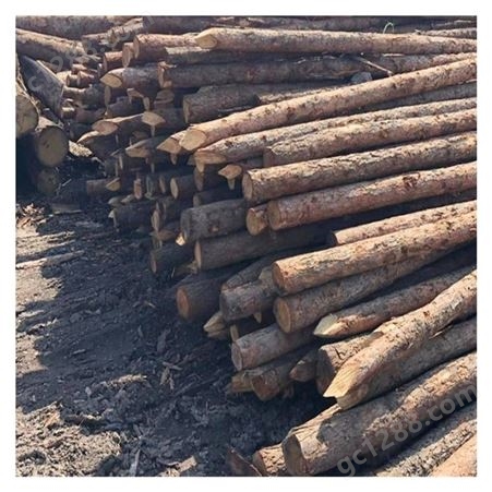 江西打桩木批发  软地基材料 松木桩出售