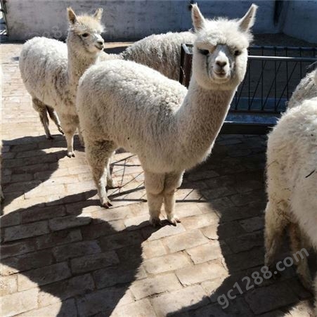 景区观赏互动羊驼养殖场 性格温顺亲人 白色大眼睛