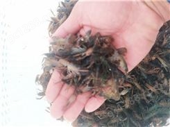 广东澳洲淡水龙虾苗，澳洲淡水龙虾价格