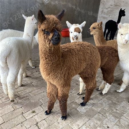 养殖场现货6个月的小羊驼宠物 外形软萌 性格温顺容易养殖