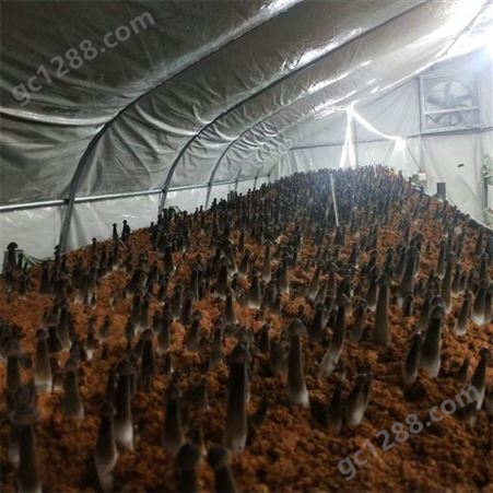 联盛 山东黑皮鸡枞菌基地 北京鸡枞鲜货 欢迎咨询