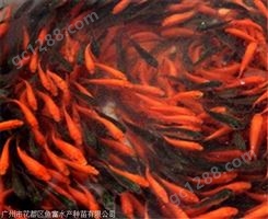 红鲤鱼苗多少钱一斤价格