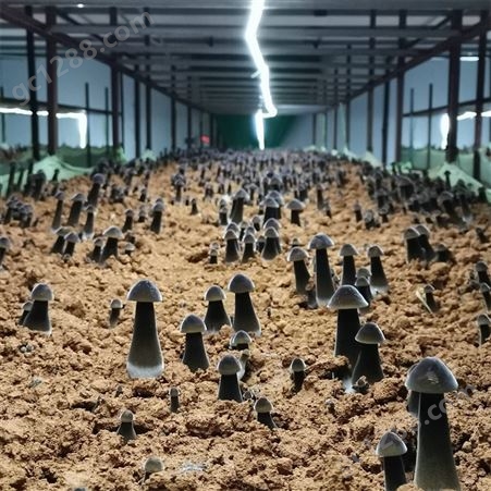 12cm*19CM联盛 山东鸡枞基地 北京黑皮鸡枞菌 价格合理