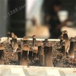 联盛 太原黑皮鸡枞菌厂家 鸡纵菌 规格齐全