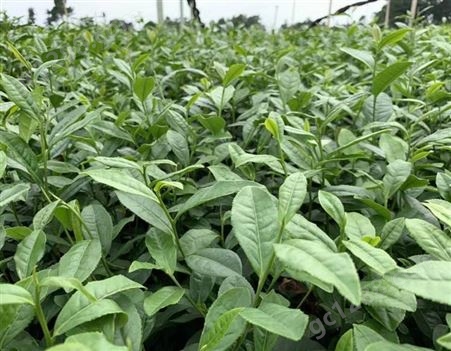 开封市槠叶齐茶苗-种植基地茶苗种植技术