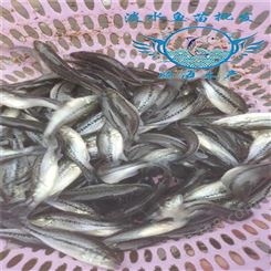 淡水养殖加州鲈鱼苗 鲈鱼苗 信誉保证 腾海常年供应