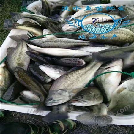 腾海大量供应加州鲈鱼苗 全国发货鲈鱼苗 全国发货优鲈1号鱼苗