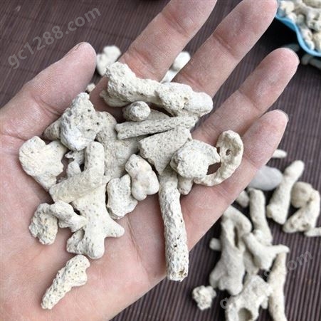 量大优惠珊瑚骨 供应珊瑚砂 种植用珊瑚砂