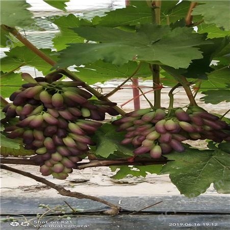 供应营养袋葡萄苗 早熟易成活葡萄树苗价格 茂盛 易成活盆栽地栽葡萄苗