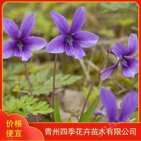 紫花地丁 四季紫花地丁小苗 好养易活