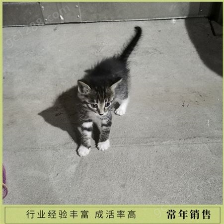 狸花猫幼猫 华荣橘猫 家养幼猫 养殖厂家
