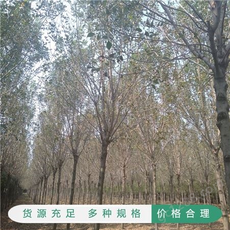 老式白蜡苗木 18公分的白蜡树价格 工程绿化用白蜡树 长期出售