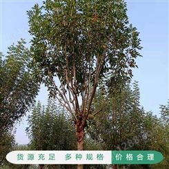 济宁白蜡种植基地 白蜡行道树 工程绿化用白蜡树 销售供应