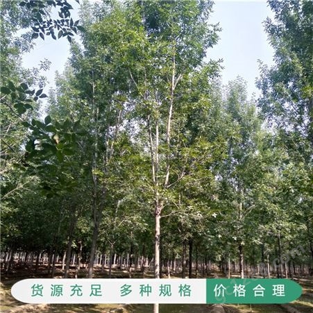 老式白蜡苗木 18公分的白蜡树价格 工程绿化用白蜡树 长期出售