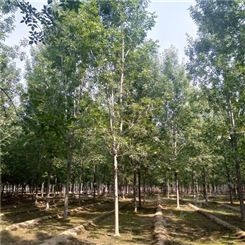绿化种植速生白蜡 工程行道树速生白蜡 15公分速生白蜡供应