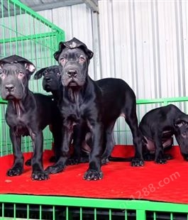 常年批发黑狼犬幼犬养殖 黑狼幼犬活体 大型黑狼犬