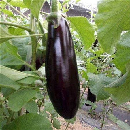 紫红色线茄子种子_Lvtian/绿田_嫁接765长茄种苗_供应供应商