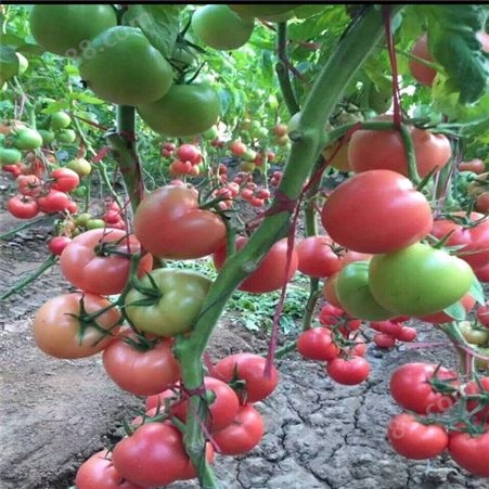 番茄种子_Lvtian/绿田_黄番茄种子_批发价格销售