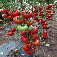 抗TY番茄种子_Lvtian/绿田_大红西红柿种子_厂家生产