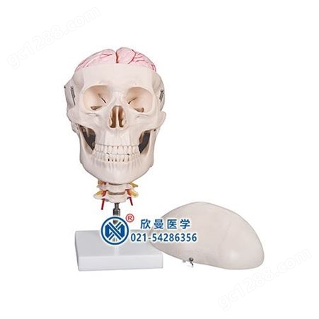 XM-121B头颅骨带7节颈椎及脑动脉模型