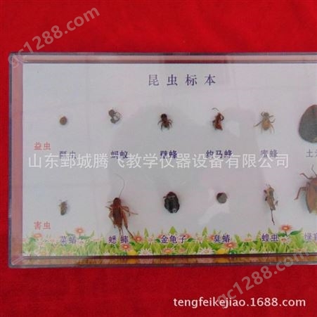 昆虫标本6益虫6害虫小学科学标本山东腾飞教学仪器