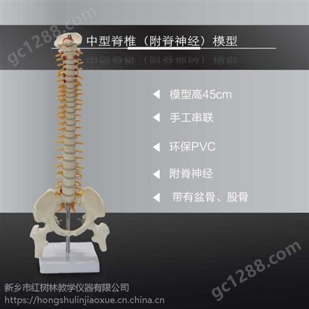 中型脊椎带腿骨模型45CM中型脊椎脊椎模型