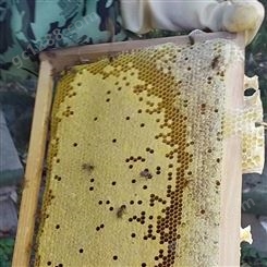 草莓授粉蜂群出售 蜜蜂养殖场大量新脾新王 大仔板 封盖糖