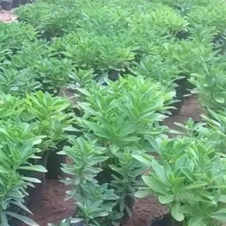 高钙菜种植前景 一亩地产量 养心菜 高钙菜种子