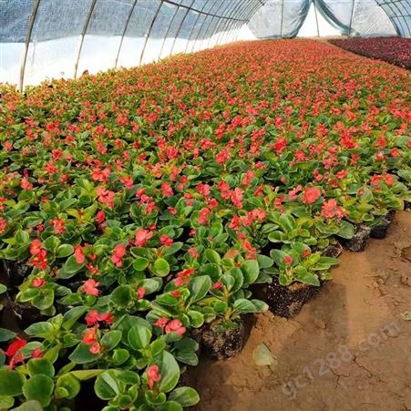 邯郸草花现货批发 附近花卉基地 常年大量供应优质草花
