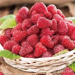 花青健牌红树莓浓缩果汁 黑龙江红树莓浓缩汁 新品无菌袋包装
