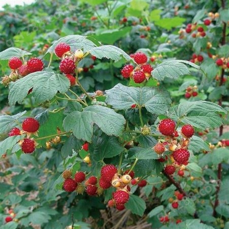 花青健牌红树莓浓缩果汁 黑龙江果汁饮料原材料 