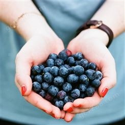 花青健蓝莓汁 大兴安岭产地浓缩蓝莓汁 果汁饮料原材料