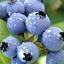 花青健牌蓝莓浓缩汁 蓝莓浓缩果汁 蓝莓果汁饮料原材料