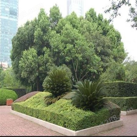 武汉绿化工程公司 园林绿化工程公司 小区绿化养护 润泽蔚来 b000302