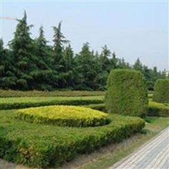 武汉绿化养护公司 景观园林工程 市政绿化工程 润泽蔚来 b000344